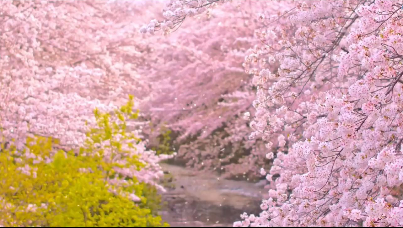 樱花季，粉色的世界